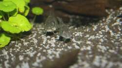 Marmorierter Panzerwels