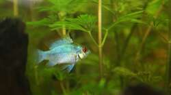 Besatz im Aquarium First Try