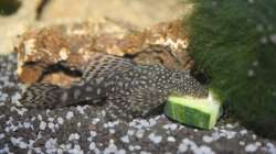 Besatz im Aquarium First Try