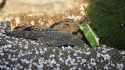 Besatz im Aquarium First Try