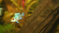 Besatz im Aquarium First Try