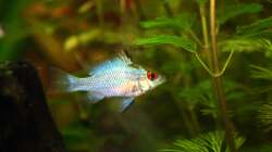 Besatz im Aquarium First Try