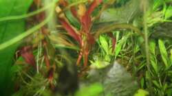 Alternanthera reineckii ´Pink´