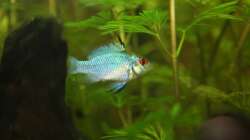 Besatz im Aquarium First Try