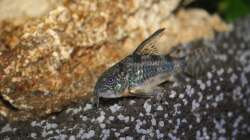 Besatz im Aquarium First Try