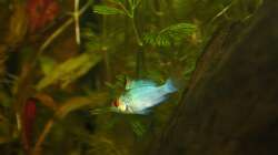 Besatz im Aquarium First Try