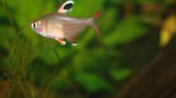 Besatz im Aquarium First Try