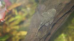 Besatz im Aquarium First Try