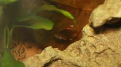 Besatz im Aquarium First Try