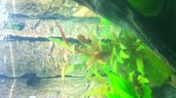 Alternanthera reineckii ´Pink´