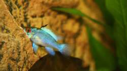 Besatz im Aquarium First Try