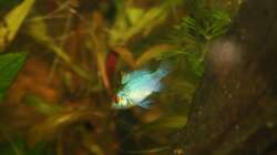 Besatz im Aquarium First Try