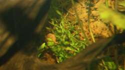 Echinodorus vesuvius