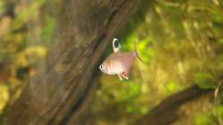 Besatz im Aquarium First Try