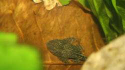 Besatz im Aquarium First Try