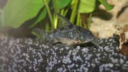 Besatz im Aquarium First Try