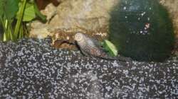 Besatz im Aquarium First Try