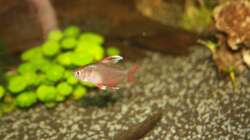 Besatz im Aquarium First Try