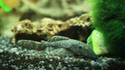 Besatz im Aquarium First Try