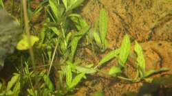 Hygrophila polysperma ´Rosanervig´