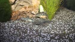 Besatz im Aquarium First Try