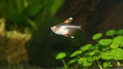 Besatz im Aquarium First Try