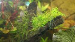 Vesicularia ferriei ´Weeping´