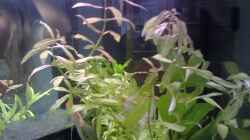 Pflanzen im Aquarium MyFirstOne