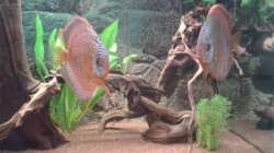 Pärchen (Leopard Snake & Rot Türkis)