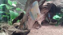 Besatz im Aquarium World of Dreams II