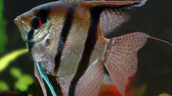 Besatz im Aquarium Skalarbecken aufgelöst!