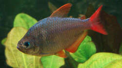 Besatz im Aquarium Skalarbecken aufgelöst!