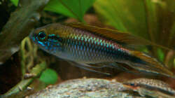 Apistogramma agassizii