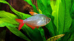 Rot-blaue Komumbianer