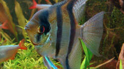 Petrophyllum scalare m