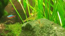 die letzte Amanogarnele