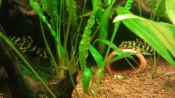 kaum is die neue höhle da