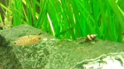 Besatz im Aquarium Raumteiler