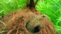 Badis Badis mänchen