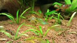 Besatz im Aquarium Raumteiler