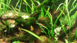 Dekoration im Aquarium Raumteiler