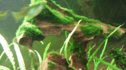 Dekoration im Aquarium Raumteiler