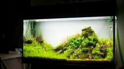 Aquarium im Juni 2014