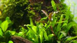 Pflanzen im Aquarium Ein kleines bisschen Chaos - aufgelöst -