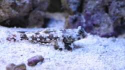 Besatz im Aquarium Koral karang