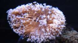 Besatz im Aquarium Koral karang