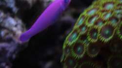 Besatz im Aquarium Koral karang