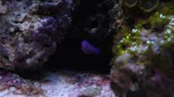 Besatz im Aquarium Koral karang