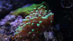 Besatz im Aquarium Koral karang