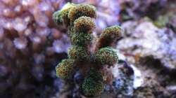 Besatz im Aquarium Koral karang